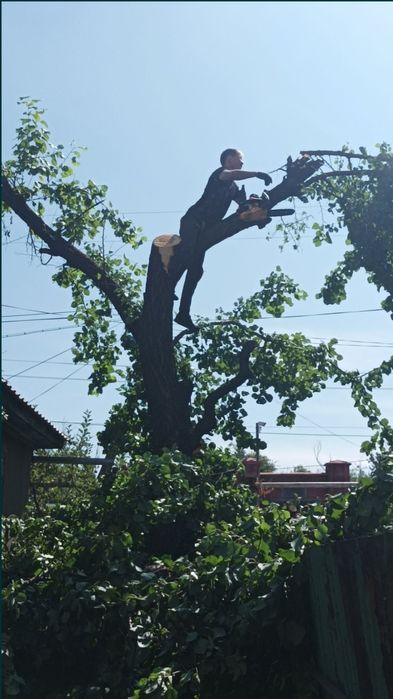 Спил деревьев агаш кесемиз