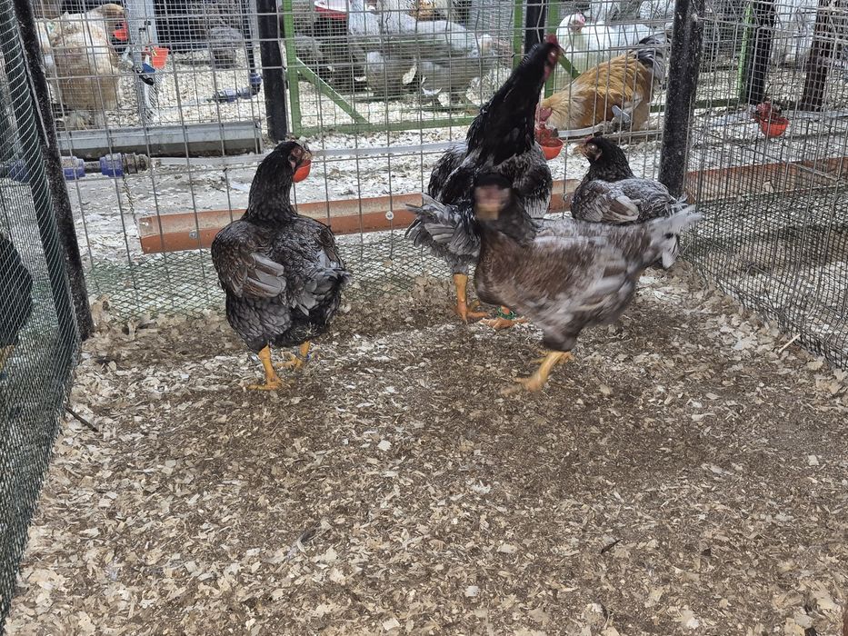 Oua pentru incubat Brahma Cochinchina Combatant indian