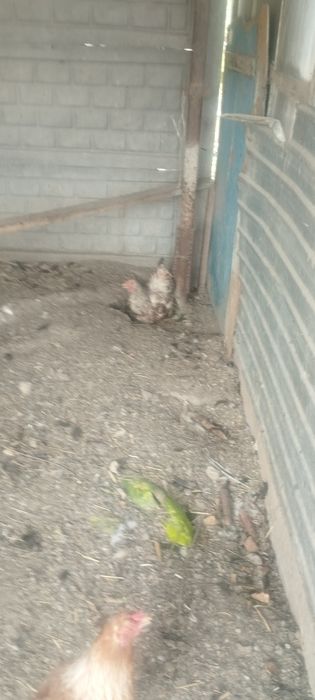 Продам куреи и клушку