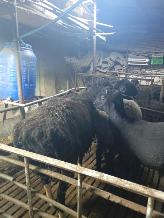 Qòchqorla sotladi yetlgan qurbonlika  zòr varyant