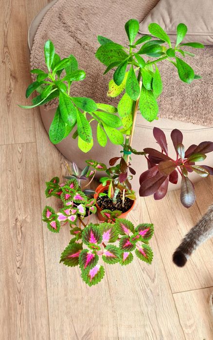 Три растения за все сразу 4500