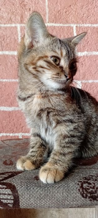 Котята в добрые руки! ласковые.