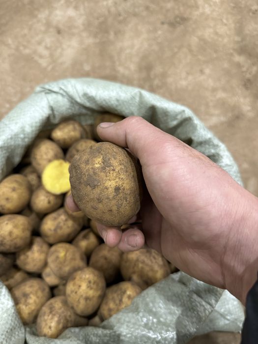 Продаем картофель 65 тенге