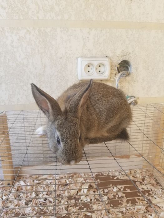 Karlik quyonlar sotiladi chiroyli damashni