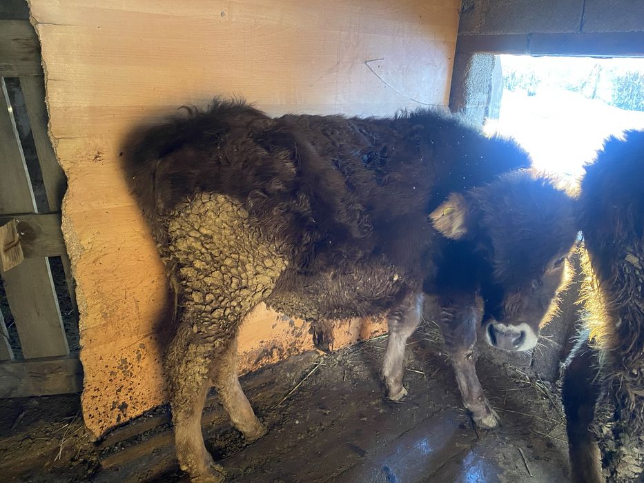 Продам бычков алатау