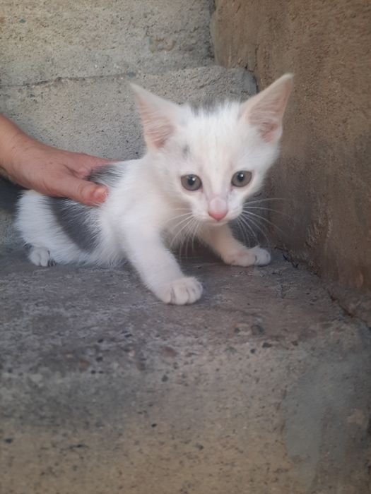 Отдадим котят в добрые руки