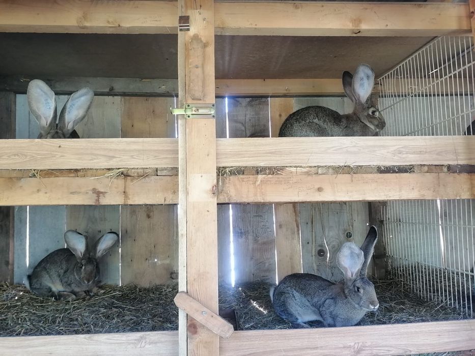 Iepuri urias german, adulti si pui