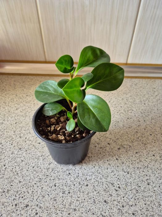 Педилантус и пеперомия