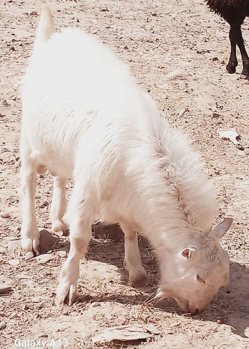 Echki sotiladi zotdor echki