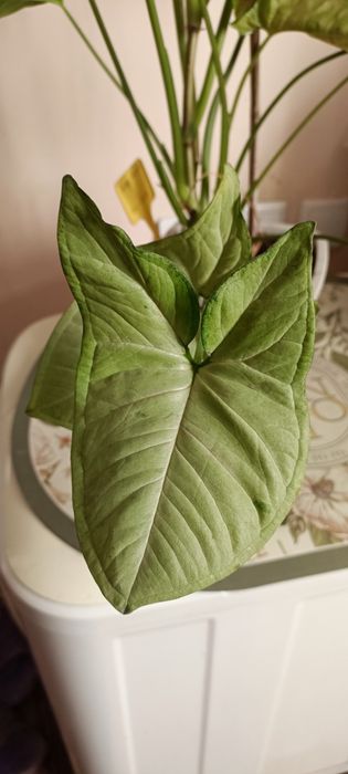 Сингониум конфети.