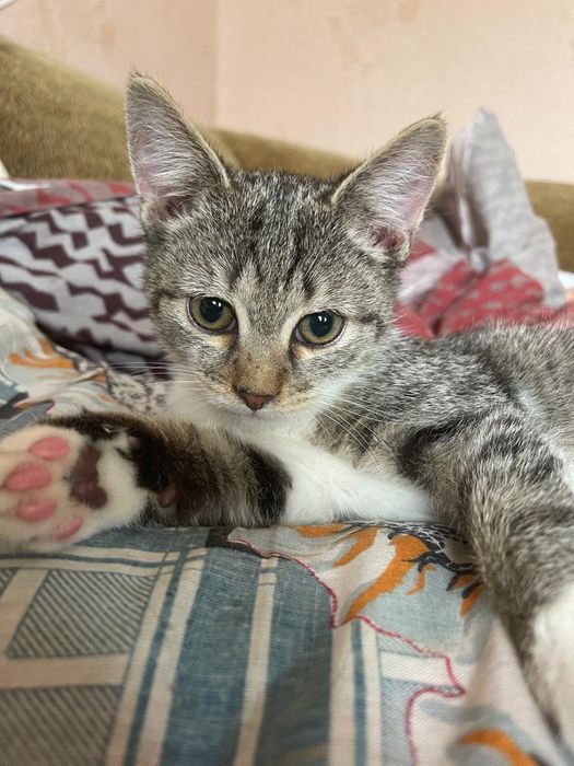 Отдадим даром котенка!