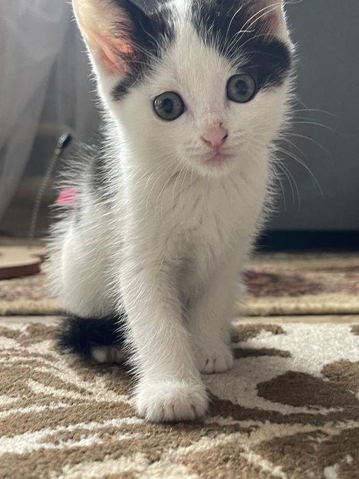 Котёнок ищет любящих хозяев