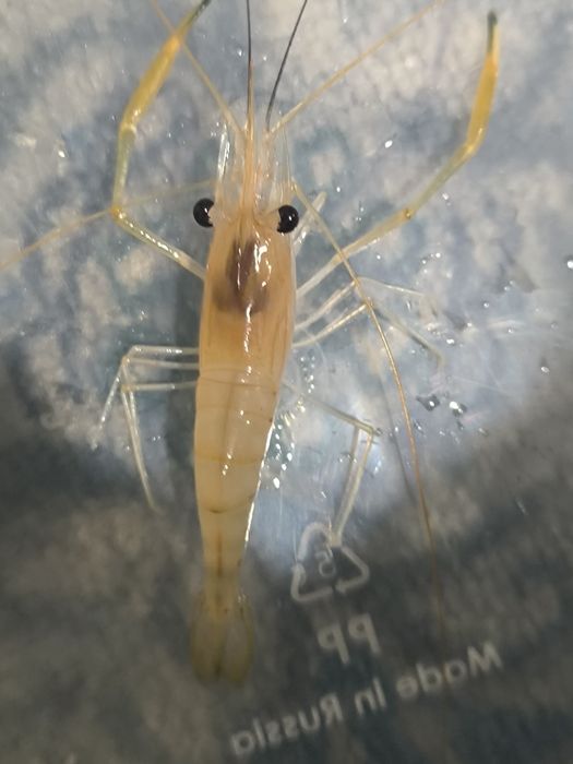 Продам аквариумы