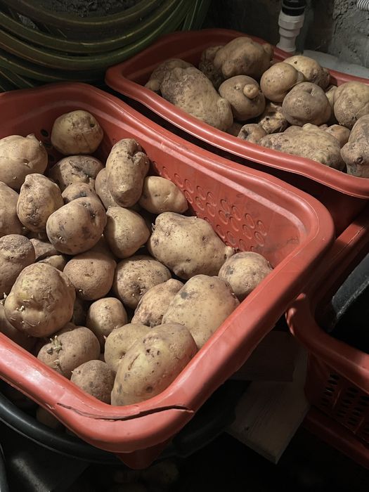 Продам картофель желтый