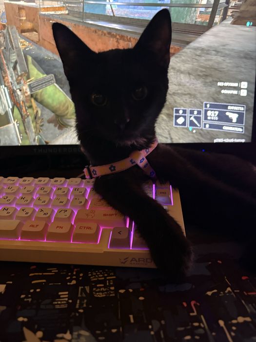 отдам котенка девочка 6 месяцев