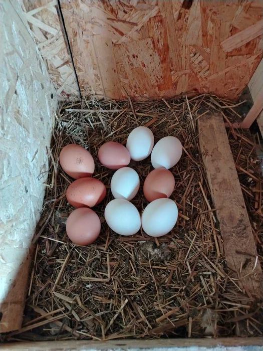 Продам яйца куриные домашние