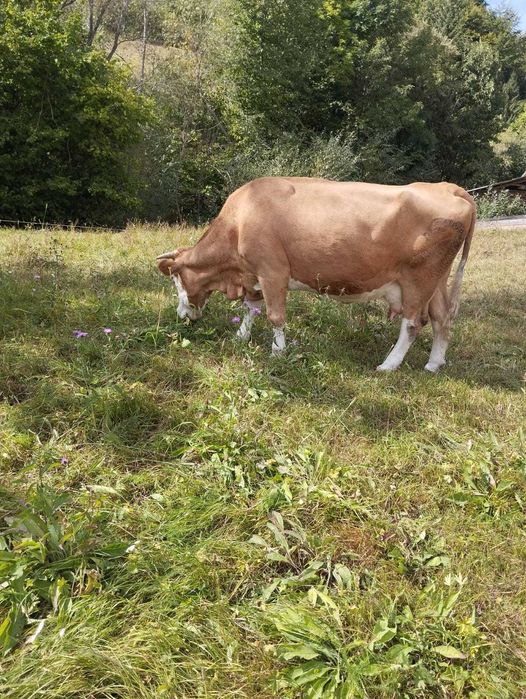 Vand vaca pentru abatorizare