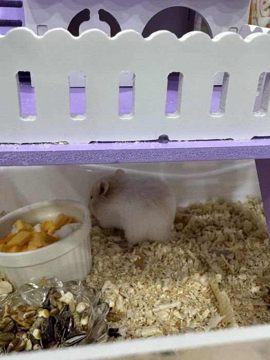 Отдам даром хомячков