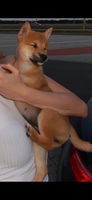 Puiuti de Shiba Inu