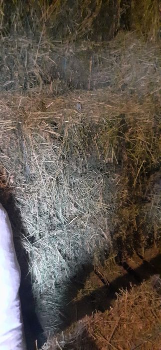 Baloți de lucernă de vînzare.