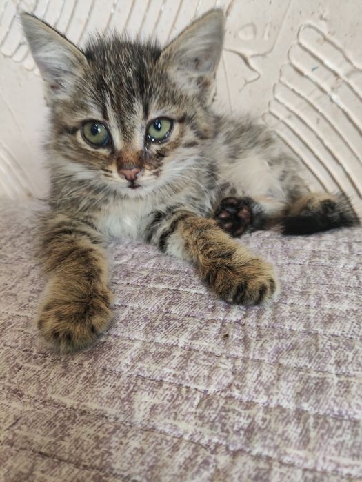 Котята срочно в хорошие руки. Мальчик и девочка.. Лоток знают. Здоровы