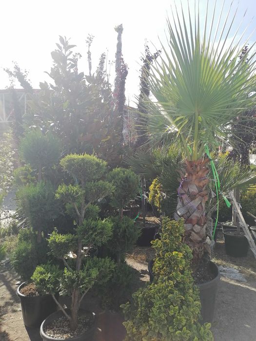 Tuia leylandi, columnaris, spirală, tei, platan, mesteacăn, brazi.