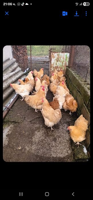 Продажба на жълт орпингтон