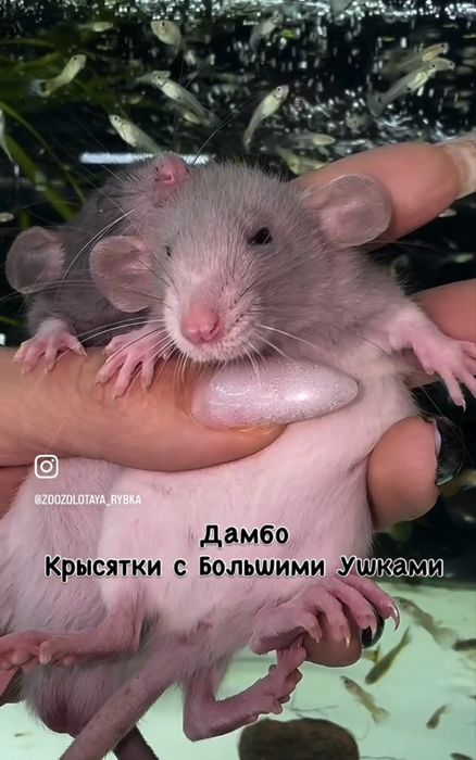 Крысята Дамбо Малыши