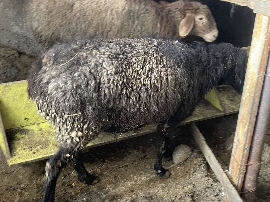 6 бас Бордақы саулық қойлар Семіз