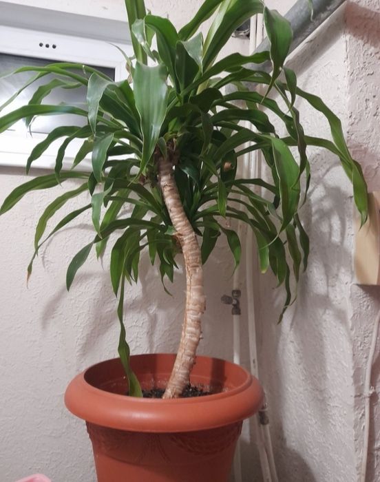 Продам цветок дёшево