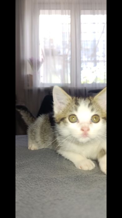 Котята породистые