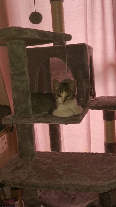 Безплатно мъжко коте на 3 месеца