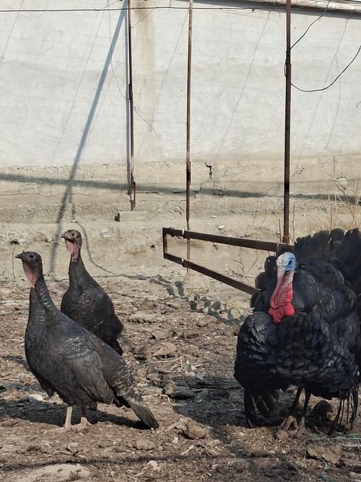 Ташкент кора индук куркилари бор тухуми сотилади манзил маргилон 998 9