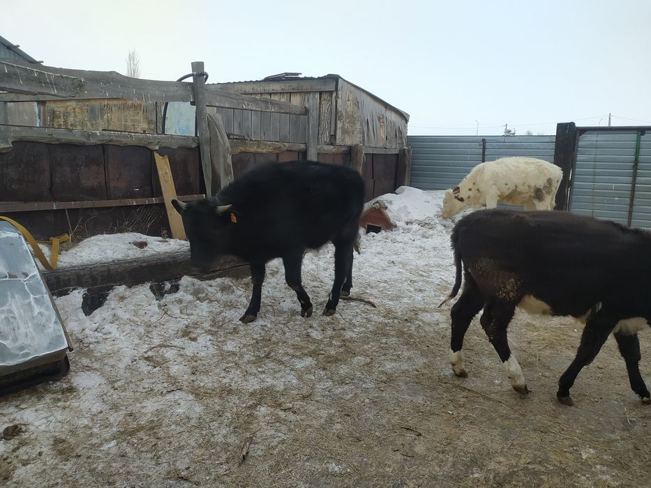 Продам 4-х телят