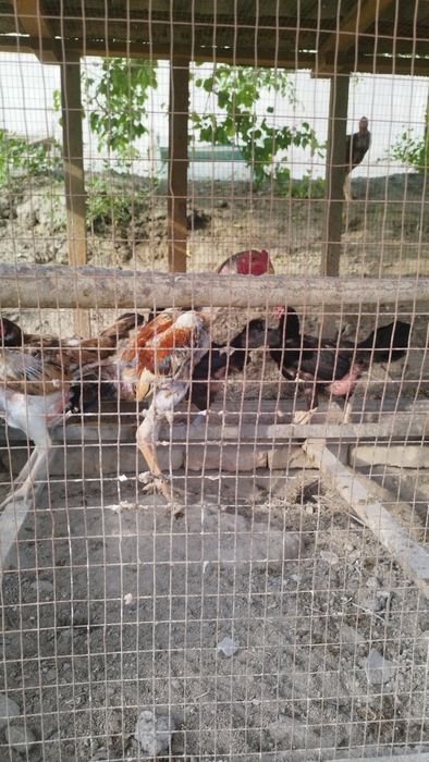 Дакан хуроз ёш 9 ойлик