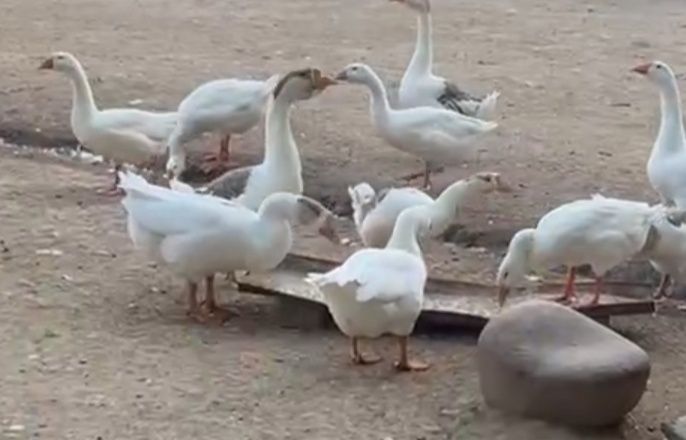 Гусы королевские, индоутки