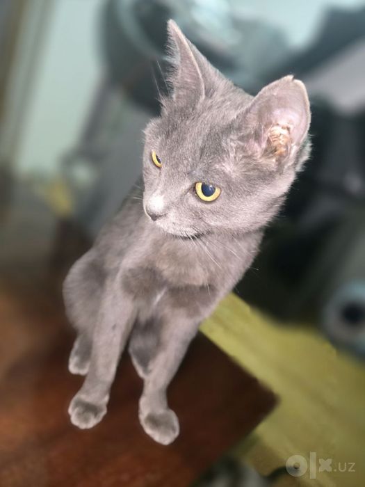 Кот, пепельный окрас