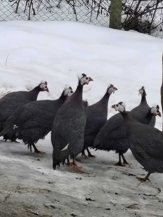 Vînd bibilici și gîste americane curci