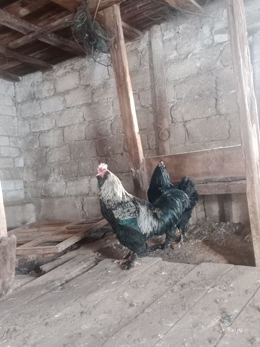 Әтеш Петухи БРАМА