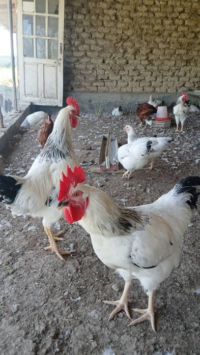 Adler xorozlari 25 bor