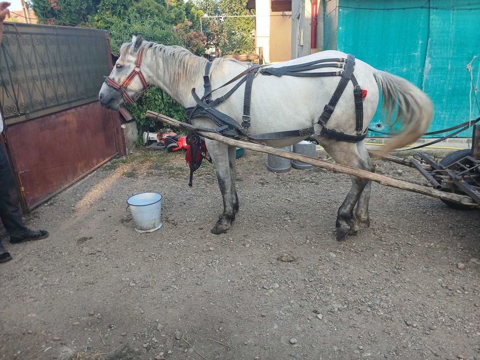 Vând armăsar cuminte