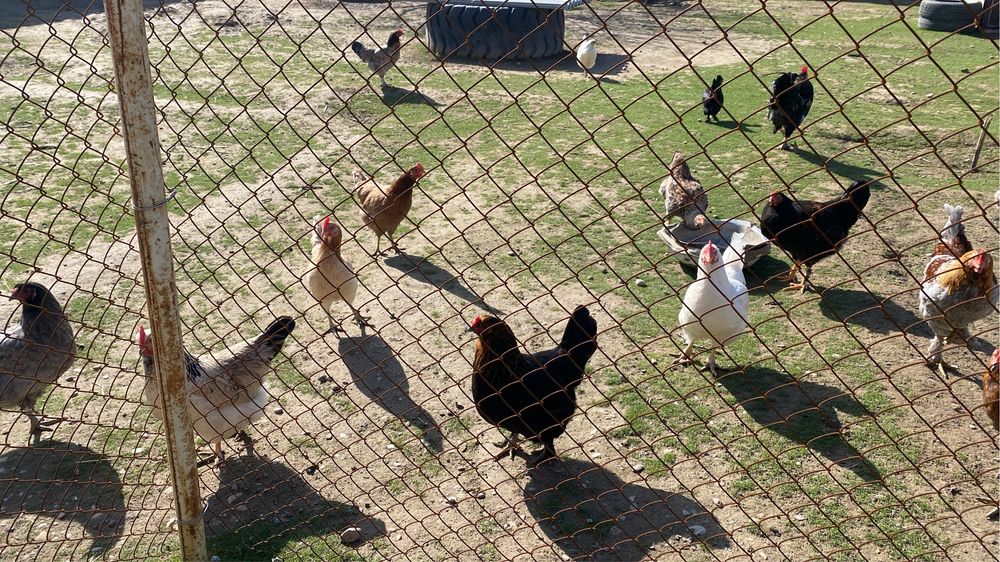 Яйцо инкубационный