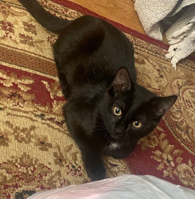 отдам котенка мальчика