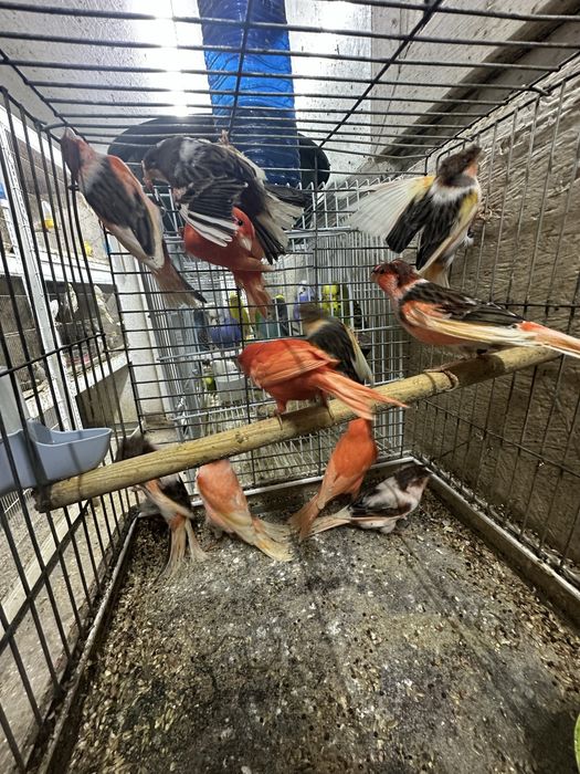 Canari diverse culori masculi/femele