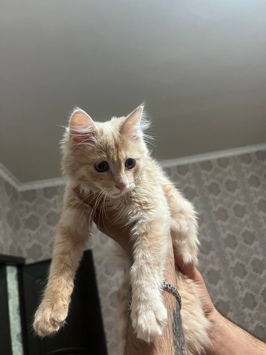 Котенок 1,5 месяца отдается в хорошие руки