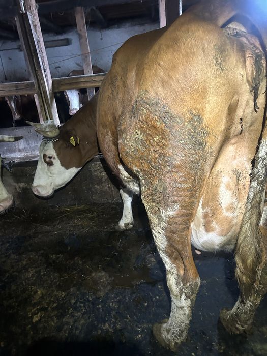 Vand vaci baltata romaneasca