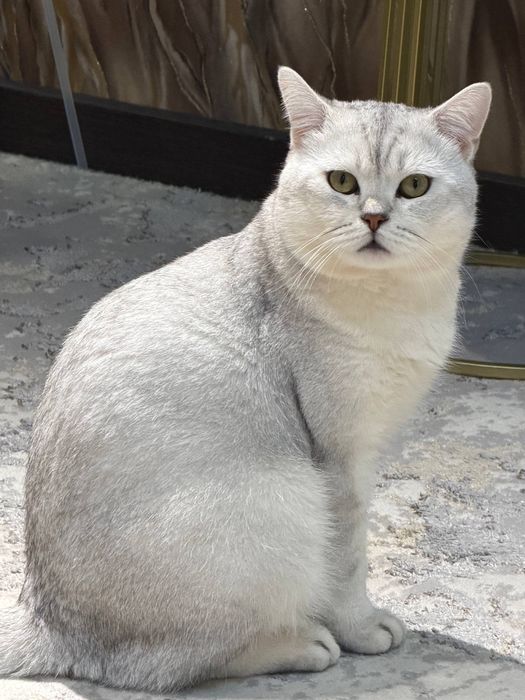 Шиншилла котенок шотланский вислоухий