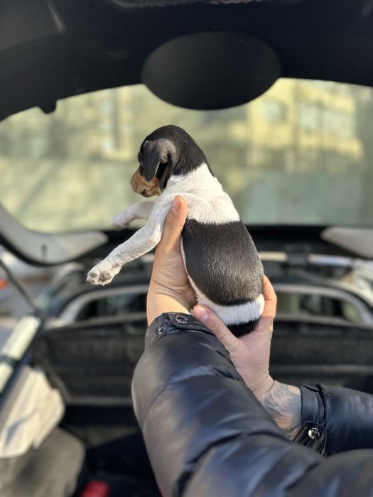 Джак ръсел териер