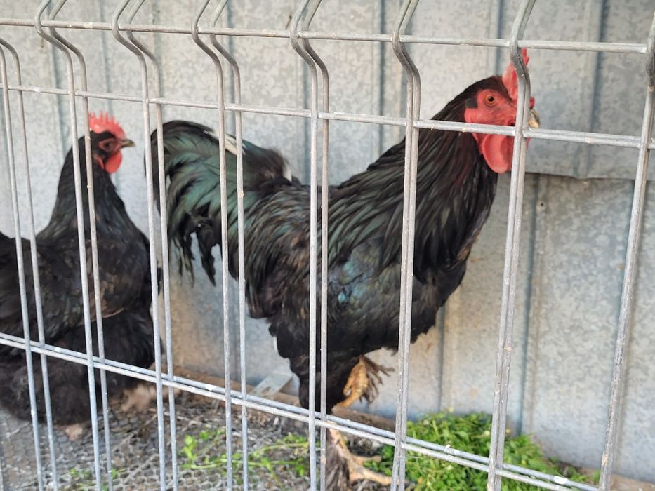 Pereche Pasari australorp