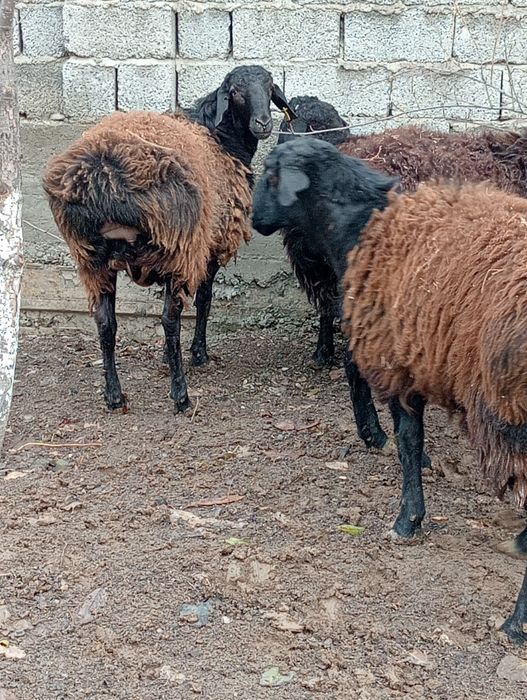 Кой кошкар семыз